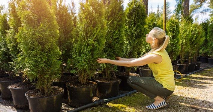 woman shopping for trees at garden center